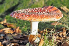 vliegenzwam#(20181103)