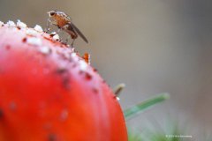 vliegenzwam#(20181025)