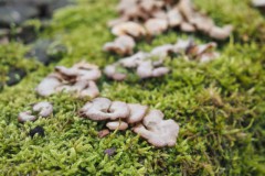 scherpe schelpwam#(20260116)