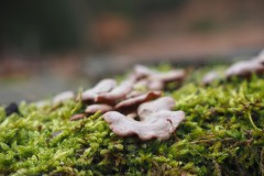 Scherpe schelpwam (Panellus stipticus)