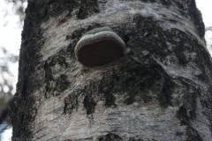 berkenzwam#(20260214)