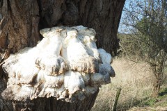 zwavelzwam#(20260304) zwammen