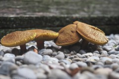 fluweelboleet#(20250801) 