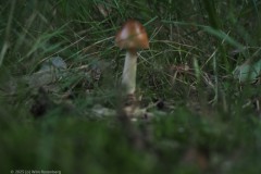 roodbruine slanke amaniet#(20250811)a 