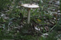 roodbruine slanke amaniet#(20250811)b 