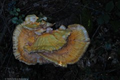 zwavelzwam#(20250830)