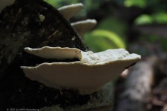 witte bultzwam#(20250910)