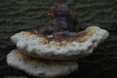 roodgerande houtzwam#(20250910)