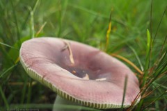 russula#(20260825)