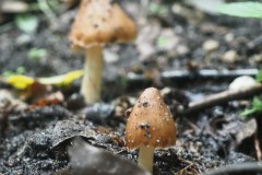 vezelkop#(20260914) paddenstoelen