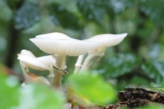 porseleinzwam#(20250920)c