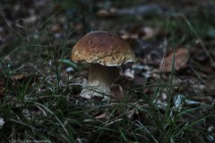 eekhoorntjesbrood#(20250922)