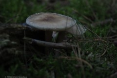 breedplaatstreephoed#(20250929)