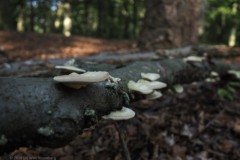 elfenbankje#(20261005) zwammen