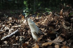 grote stinkzwam#(20261005) zwammen