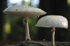porseleinzwam#(20261005) zwammen