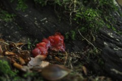 biefstukzwam#(20261005) zwammen