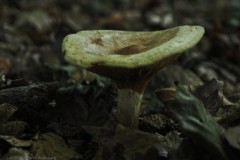 krulzoom#(20261005) zwammen