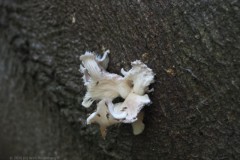 gewone oesterzwam#(20261005) zwammen
