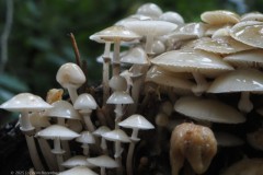 porseleinzwam#(20251008)a