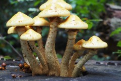 goudvliesbundelzwam#(20251008)