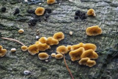 gele korstzwam#(20251008)