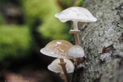 porseleinzwam#(20251008)b