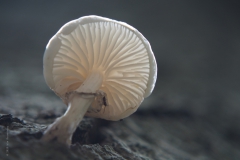 porseleinzwam#(20201010)