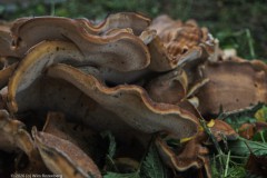 reuzenzwam#(20261011) zwammen