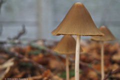 langsteelfranjehoed#(20261015)a zwammen