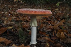 vliegenzwam#(20251017)a