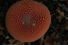 vliegenzwam#(20251017)c