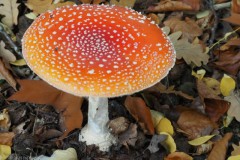 vliegenzwam#(20251017)b