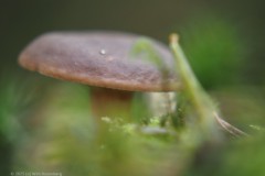 winterhoutzwam#(20251017)