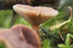 levermelkzwam#(20251017)
