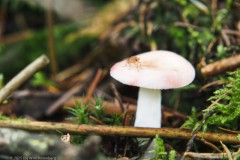roze berkenrussula#(20251017)