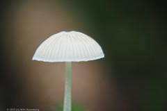 mycena#(20251017)