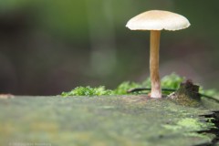 dennenvlamhoed#(20251017)