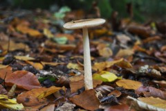 roodbruine slanke amaniet#(20251029)