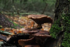 honingzwam#(20251029)