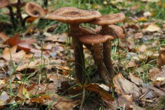 sombere honingzwam#(20251029) zwammen