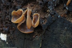 bekerzwam#(20251029) zwammen