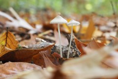 mycena#(20251029) zwammen