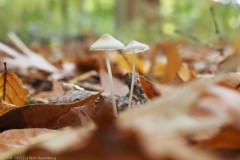 mycena#(20251029)