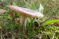 russula#(20251029)