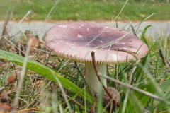 russula#(20251029) zwammen