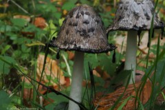 geschubde inktzwam#(20251029) zwammen