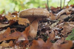 gewone krulzoom#(20251029) zwammen