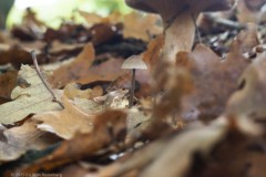 Mycena#(20251029) zwammen