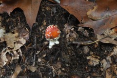 vliegenzwam#(20251029) zwammen